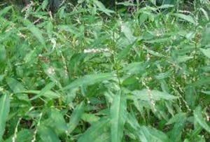 Горец черный (Persicaria lapathifolia)