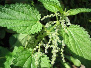 Stinging Nettle (Common Nettle) (Urtica dioica)