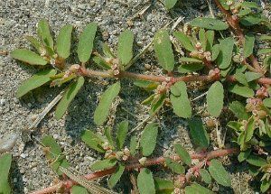 Spotted Spurge (Prostrate Spurge) (Euphorbia humistrata)