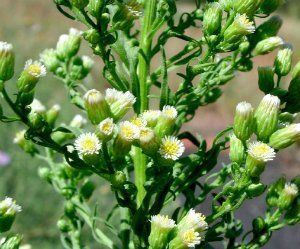 Canadian Fleabane (Horseweed, Canadian Horseweed) (Conyza canadensis)