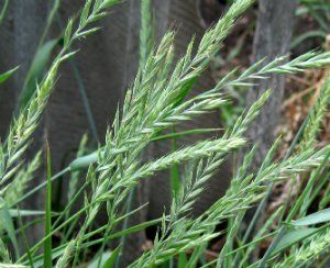 Couch Wheatgrass (Dog Grass) (Elytrigia repens)