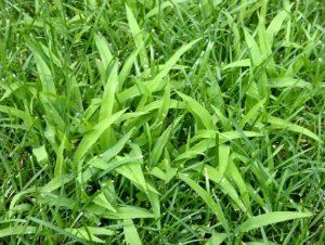 Fireweed (Chamaenerion angustifolium)