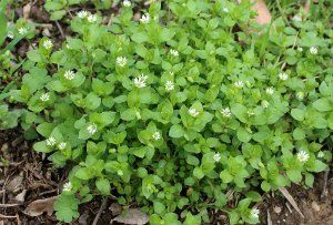 Chickweed (Mouse-ear Chickweed, Canary Grass, Heartweed) (Stellaria media)